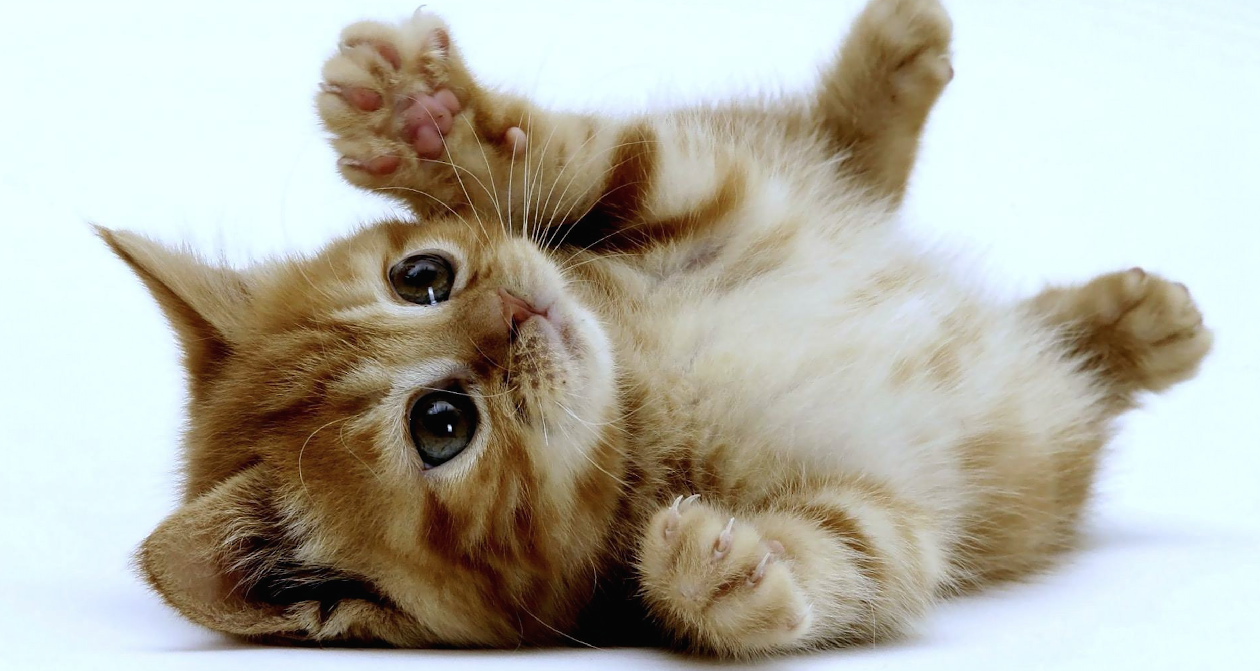 The countdown is on for Bristol’s first cat café